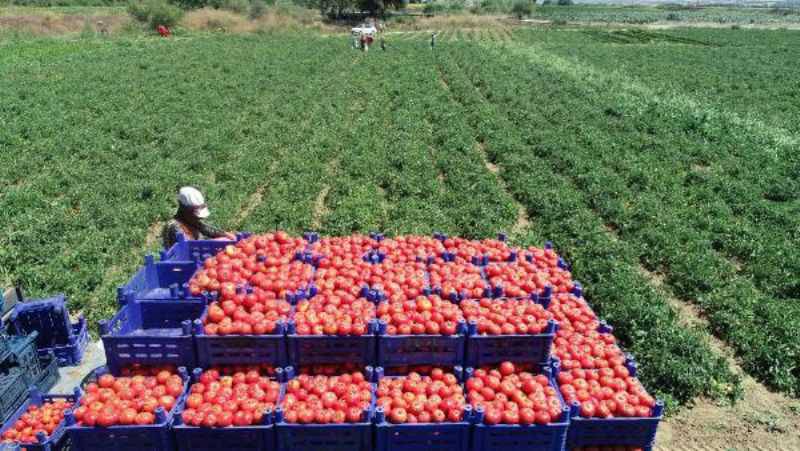 Çanakkale Domatesinin Hasadına Başlandı