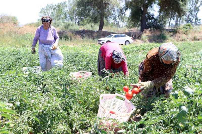 Çanakkale Domatesinin Hasadına Başlandı