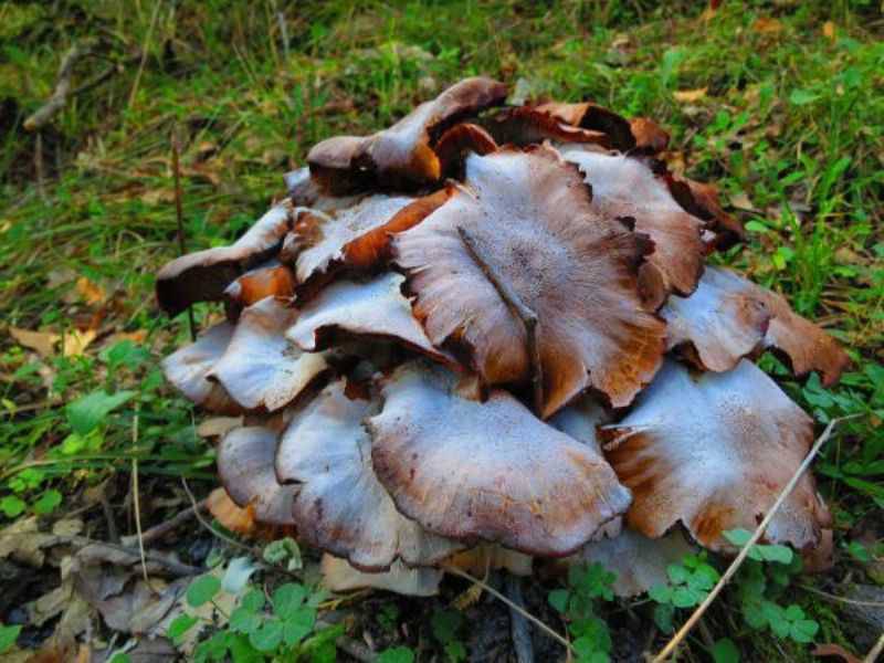 Kazdağları'ndaki Mantarlar Hem Geçim Hem Çekim Kaynağı