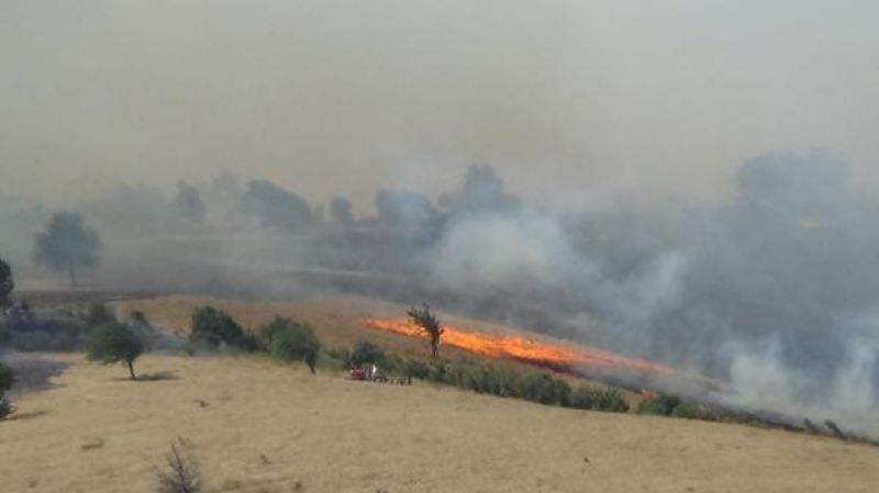 Bayramiç'te Orman Yangını