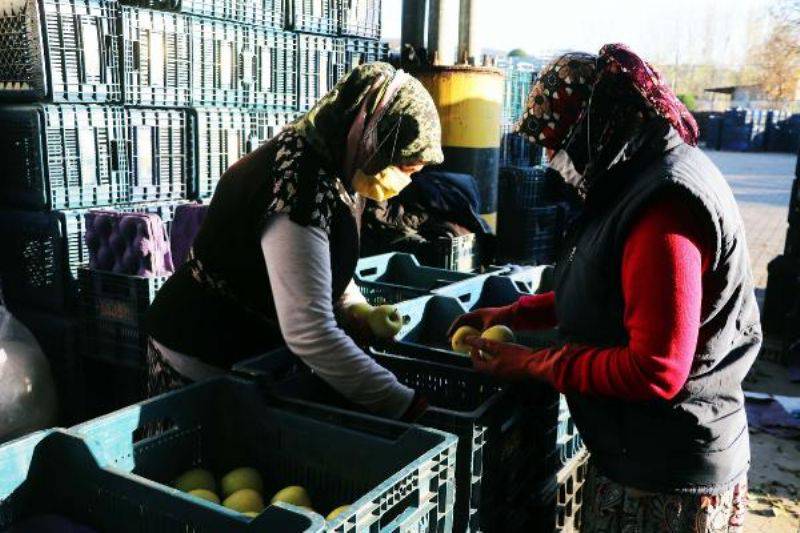 Bayramiç'in Meşhur Elmasına Yoğun Talep