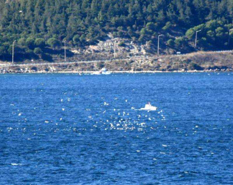 Boğazda Martı ve Yunusların Balık Kapma Yarışı