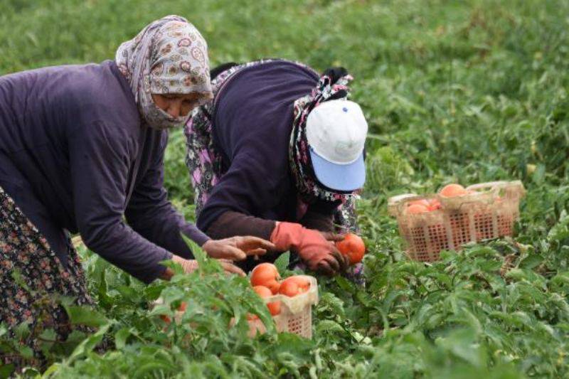 Domates Üreticisinin Yüzü Güldü