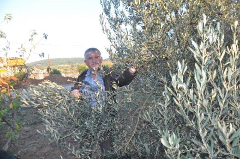 Kazdağları'nda Zeytin Sineği Ürünlerin Yüzde 80'ine Zarar Verdi