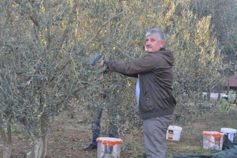 Kazdağları'nda Zeytin Sineği Ürünlerin Yüzde 80'ine Zarar Verdi