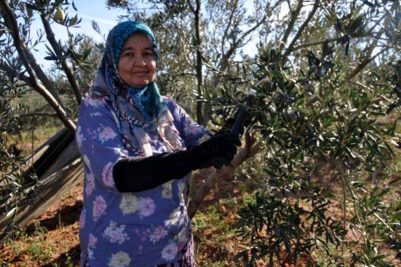 Kazdağları'nda Zeytin Sineği Ürünlerin Yüzde 80'ine Zarar Verdi