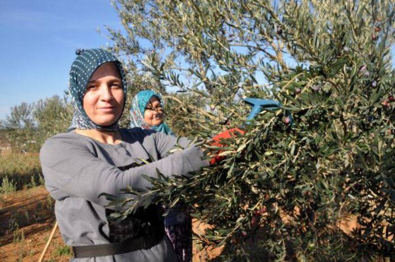 Kazdağları'nda Zeytin Sineği Ürünlerin Yüzde 80'ine Zarar Verdi