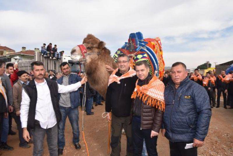 Çan'da Develere Havut Giydirildi