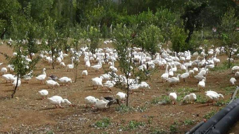 Kazdağları Eteklerinde Kaz Yetiştiriyorlar