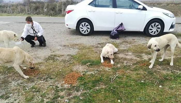 Sokak Köpeği ve 14 Yavrusuna Hayvanseverler Sahip Çıktı