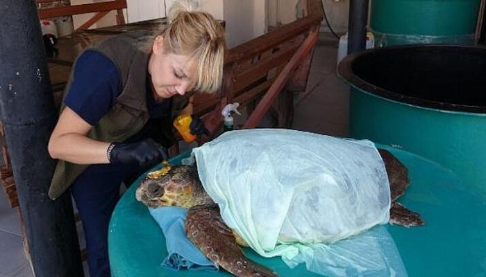 Yaralı Bulunan Caretta Carettaya Tedavi 