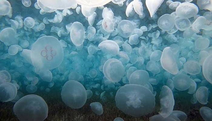 Çanakkale Boğazı'nda Binlerce Ay Denizanası Görüntülendi