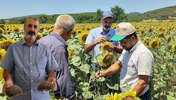 Çayır Tırtılıyla Etkin Mücadele Ayçiçeğinde Verim Kaybını Düşürdü