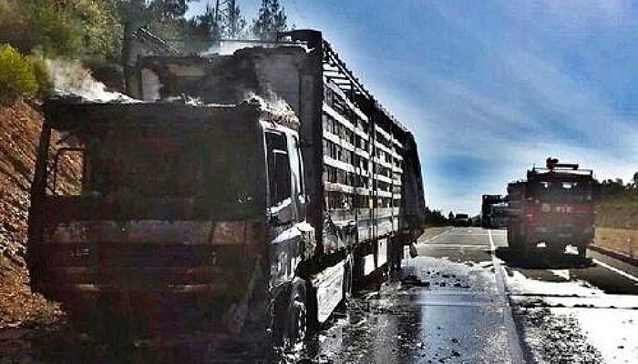 TIR Yangını, Ormana Sıçramadan Söndürüldü