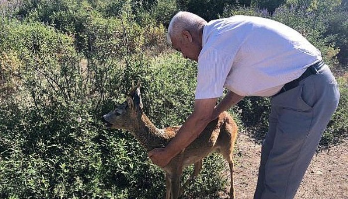 Çanakkale'de Otomobilin Çarptığı Karaca Tedavi Edildi