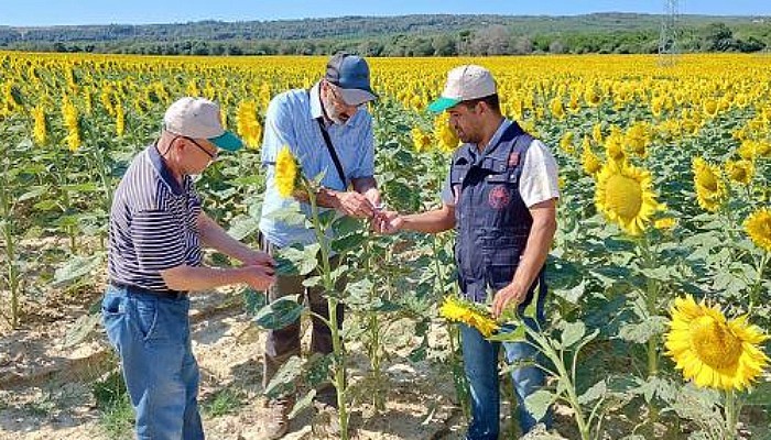 Çanakkale'de 32 Köyde Çayır Tırtılına Rastlandı