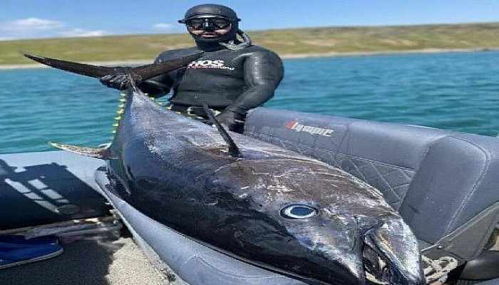 Çanakkale Boğazı'nda Zıpkınla 110 Kiloluk Orkinos Avladı