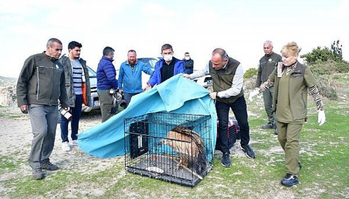 Göç Yolunda Bitkin Düşen Kızıl Akbaba, Bakım Sonrası Doğaya Bırakıldı